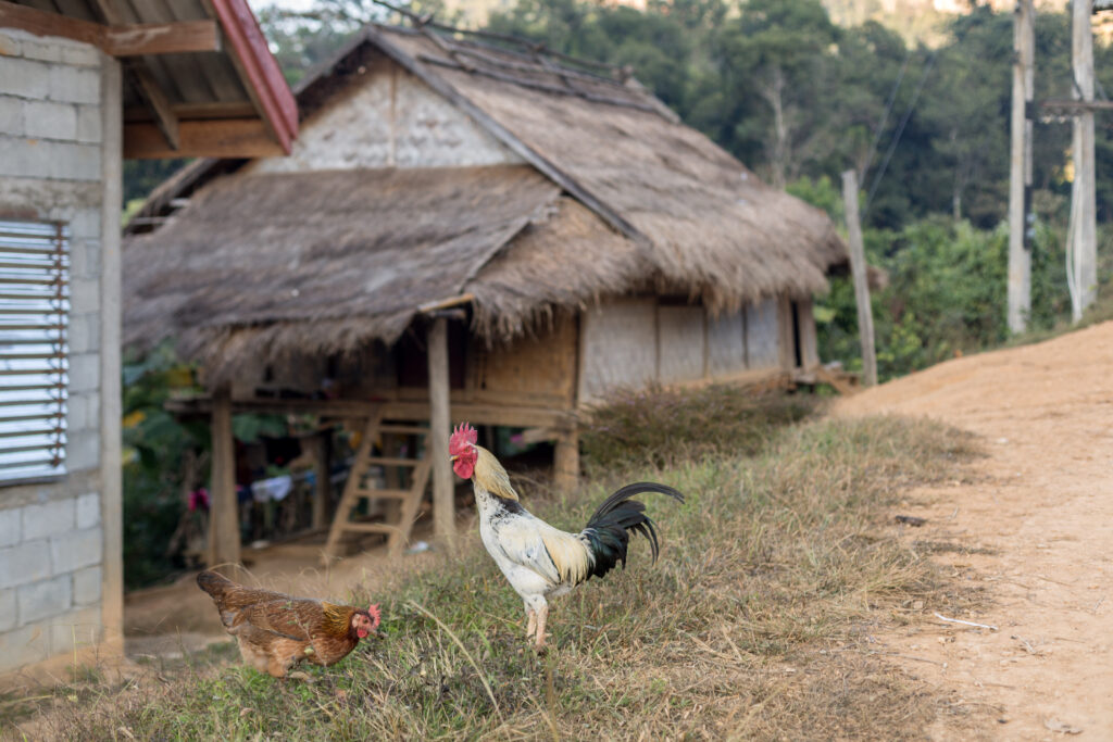 Nong Khuay village impression